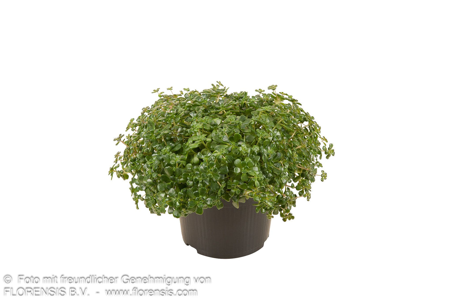 Oregon-Fettblatt (Sedum oreganum)