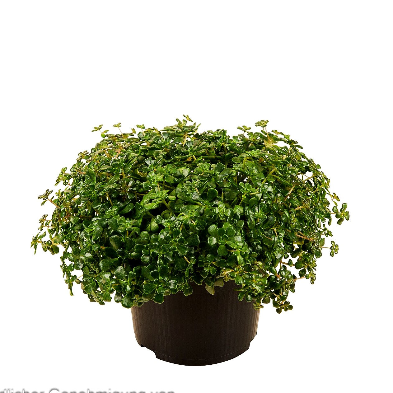 Oregon-Fettblatt (Sedum oreganum)