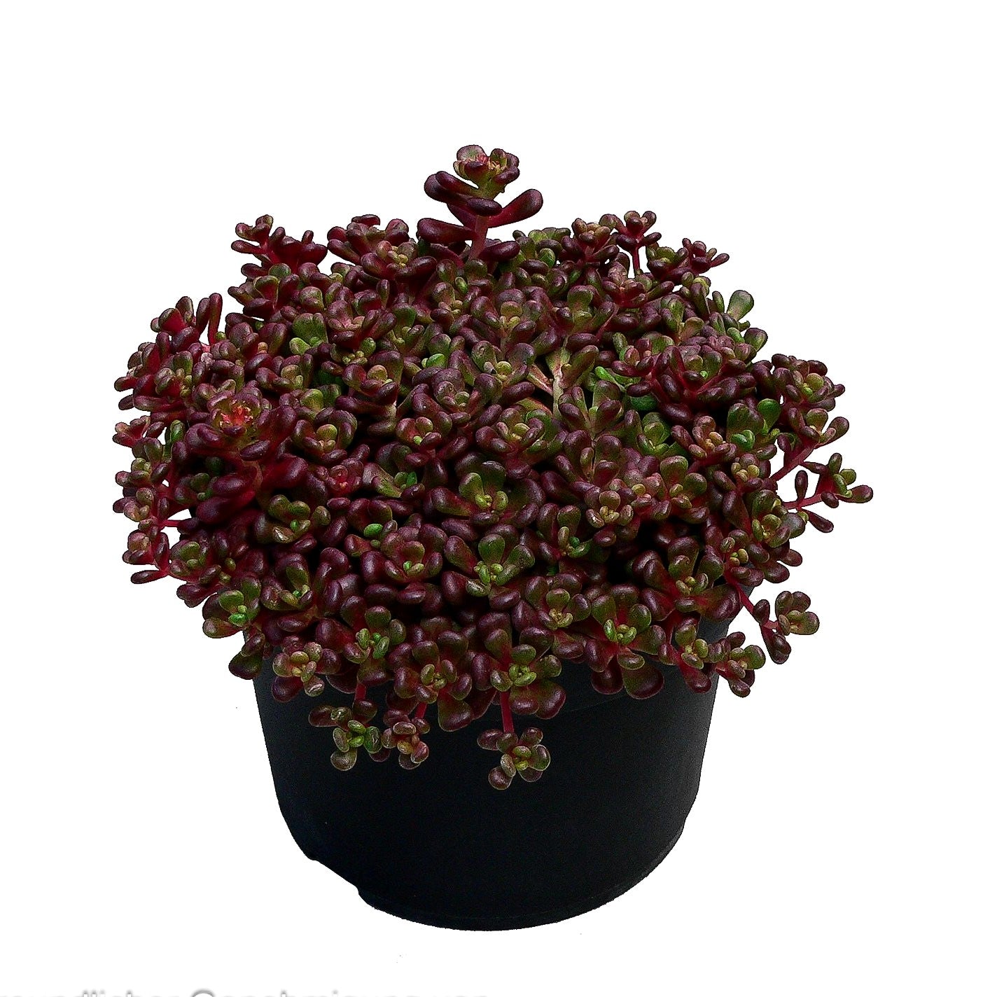 Oregon-Fettblatt (Sedum oreganum)