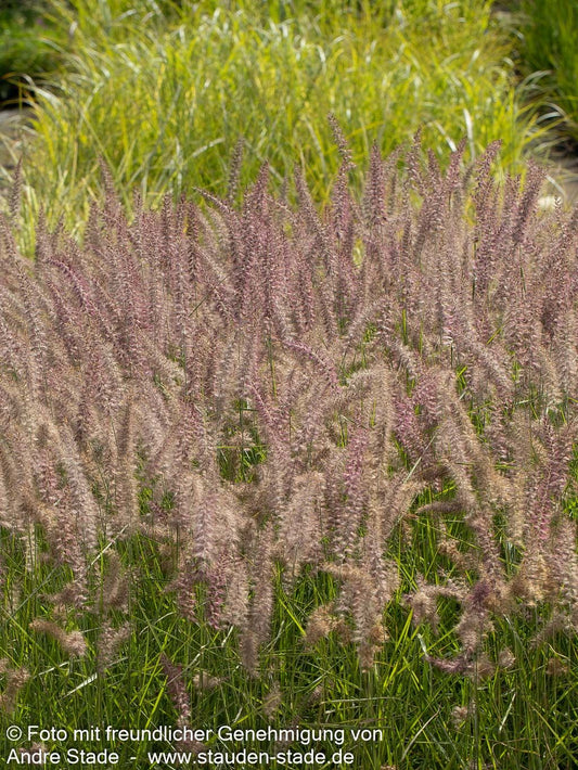 Orient-Lampenputzergras 'Karley Rose' (Pennisetum orientale)