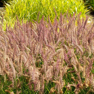 Orient-Lampenputzergras 'Karley Rose' (Pennisetum orientale)