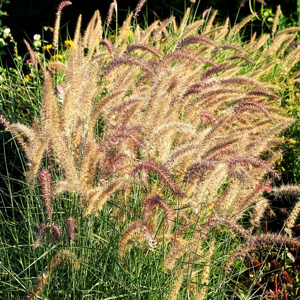 Orient-Lampenputzergras 'Karley Rose' (Pennisetum orientale)