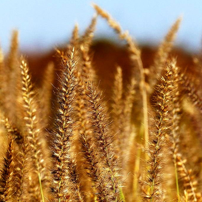 Orient-Lampenputzergras 'Karley Rose' (Pennisetum orientale)
