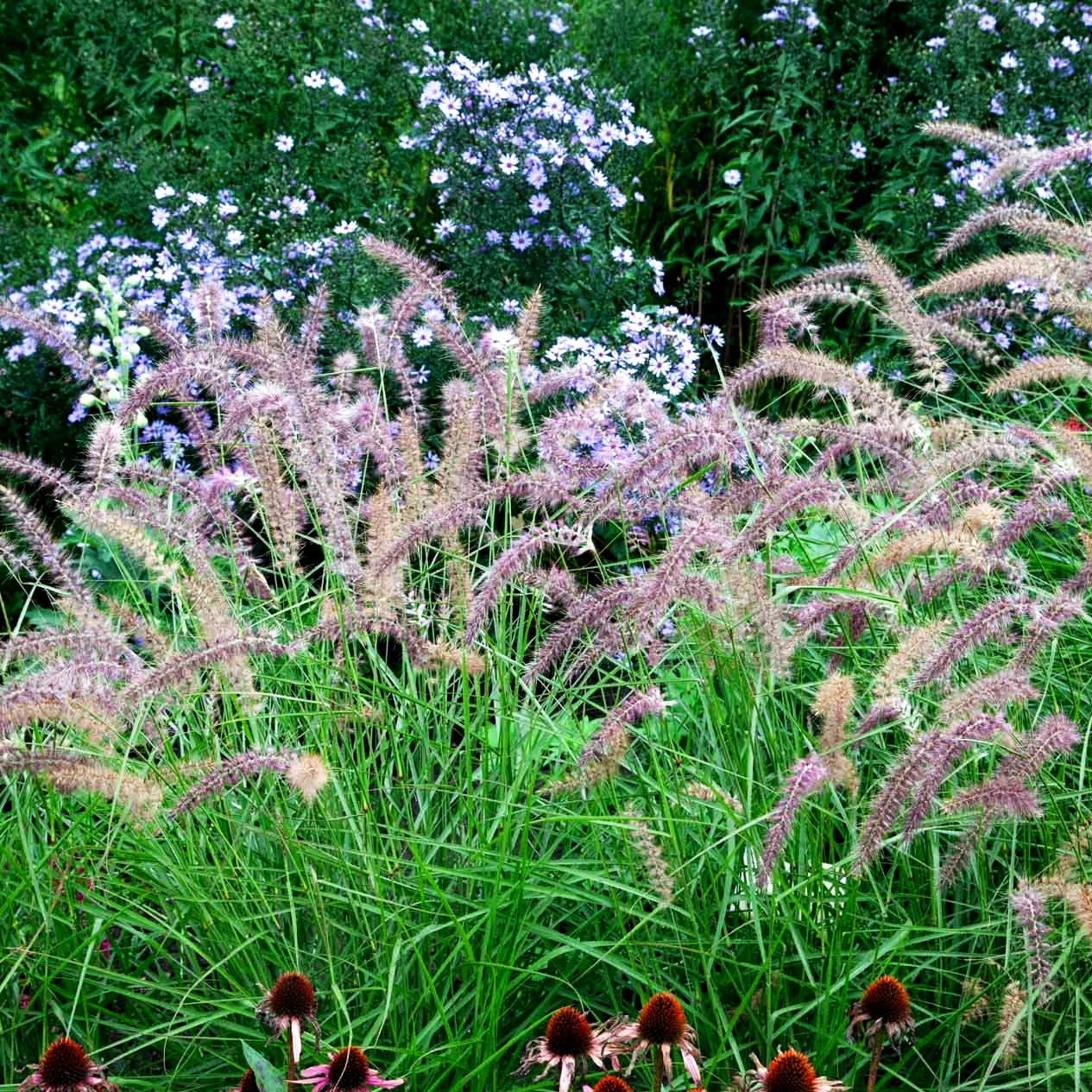 Orient-Lampenputzergras 'Karley Rose' (Pennisetum orientale)