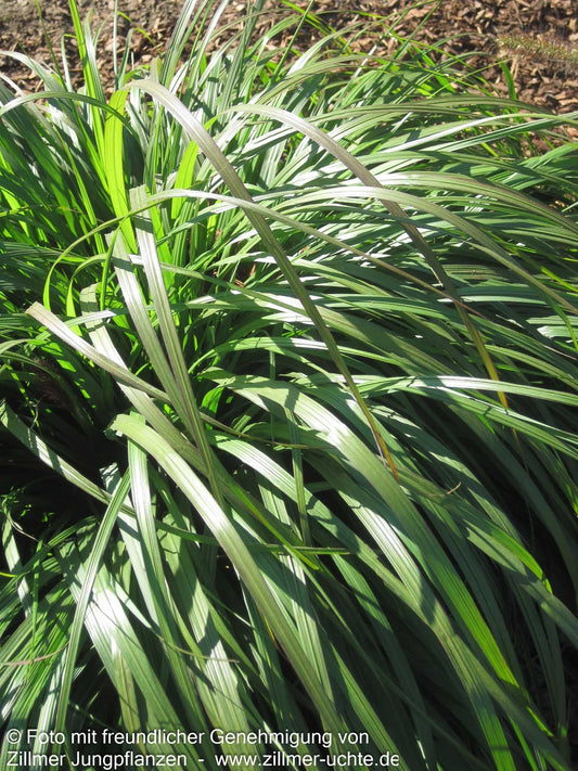 Orient-Lampenputzergras 'Tall Tails' (Pennisetum orientale)