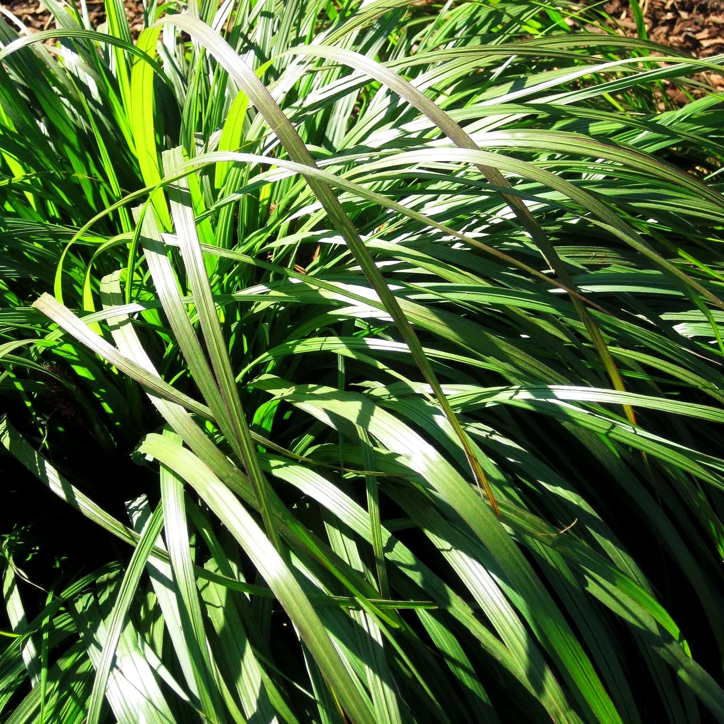 Orient-Lampenputzergras 'Tall Tails' (Pennisetum orientale)