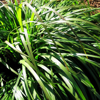 Orient-Lampenputzergras 'Tall Tails' (Pennisetum orientale)