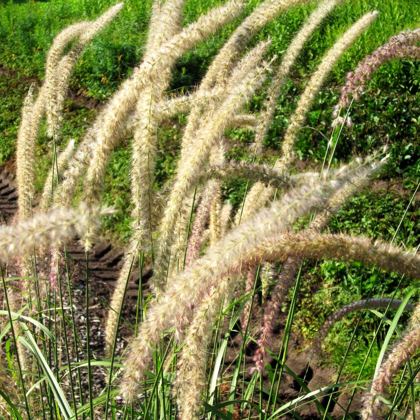 Orient-Lampenputzergras 'Tall Tails' (Pennisetum orientale)