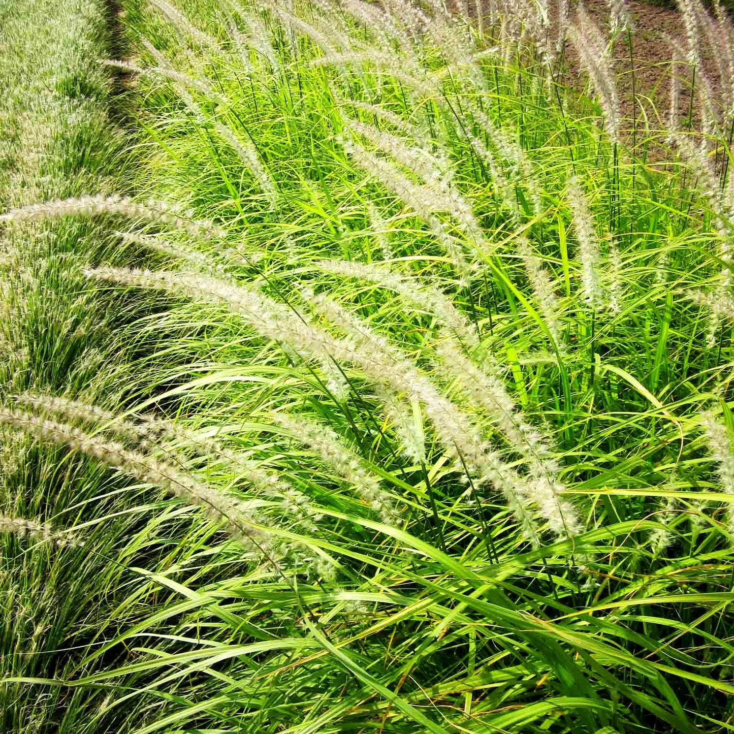 Orient-Lampenputzergras 'Tall Tails' (Pennisetum orientale)