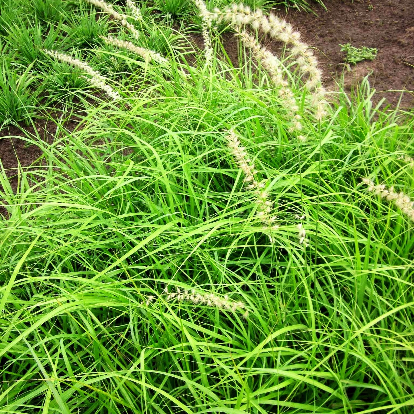 Orient-Lampenputzergras 'Tall Tails' (Pennisetum orientale)