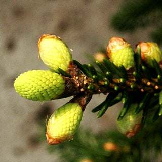 Orientalische Gold-Fichte 'Aureospicata' (Picea orientalis)