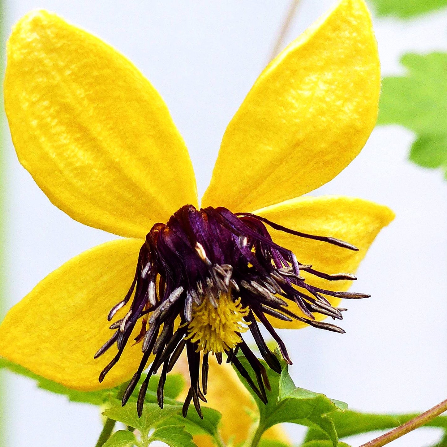 Orientalische Waldrebe 'Bill MacKenzie' (Clematis orientalis)