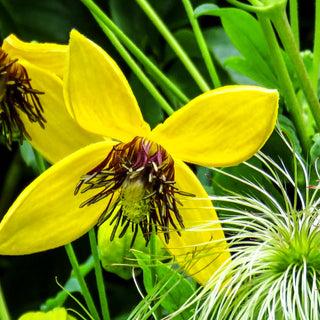Orientalische Waldrebe 'Orange Peel' (Clematis orientalis)