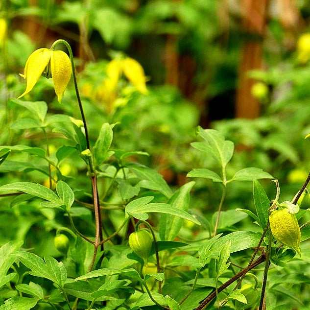 Orientalische Waldrebe 'Orange Peel' (Clematis orientalis)