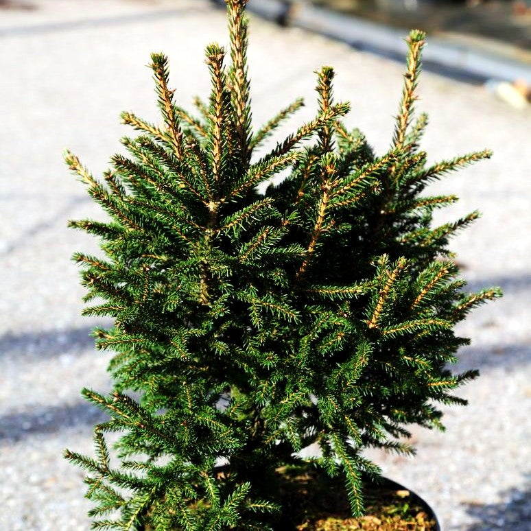 Orientalische Zwergfichte 'Kenwith' (Picea orientalis)