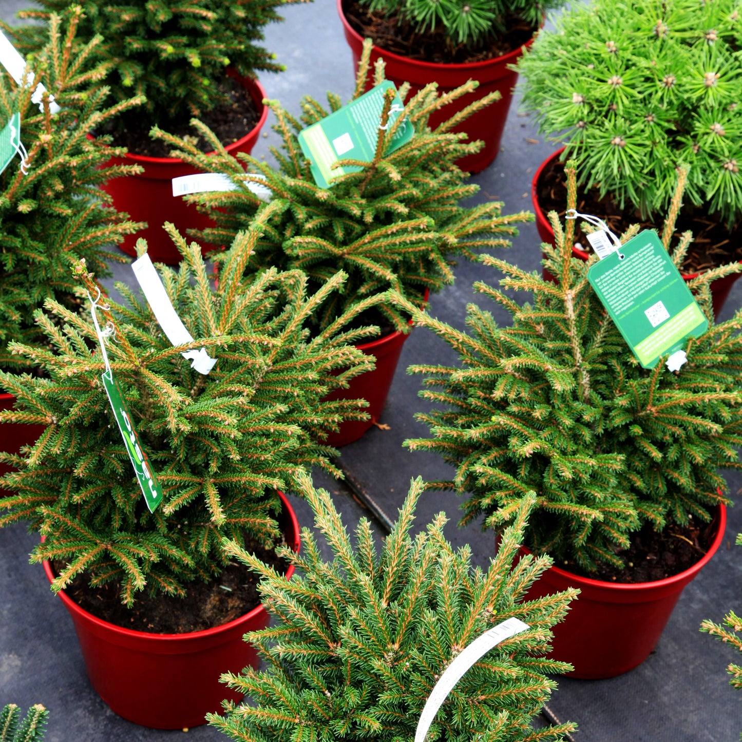 Orientalische Zwergfichte 'Shadow`s Broom' (Picea orientalis)
