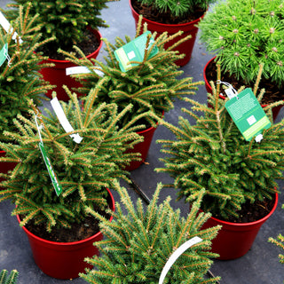 Orientalische Zwergfichte 'Shadow`s Broom' (Picea orientalis)