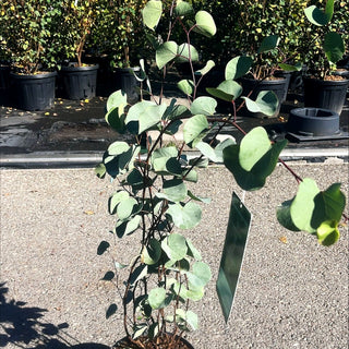 Orientalischer Judasbaum 'Blue Lagoon' (Cercis griffithii)