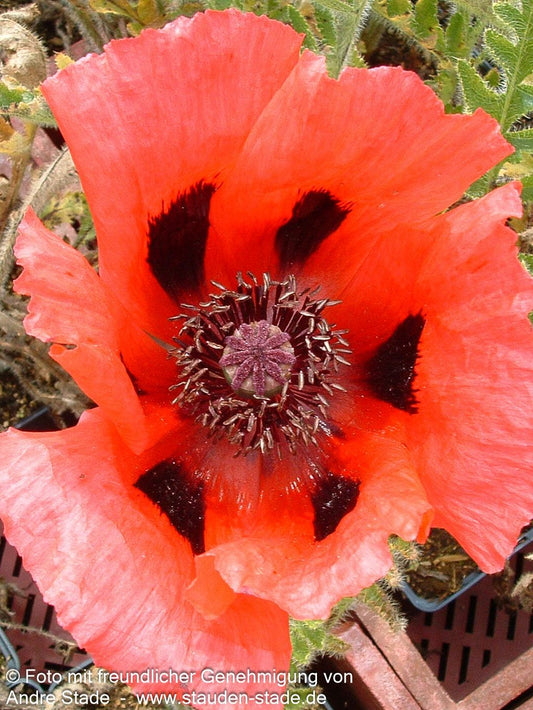 Orientalischer Mohn 'Brillant' (Papaver orientale)