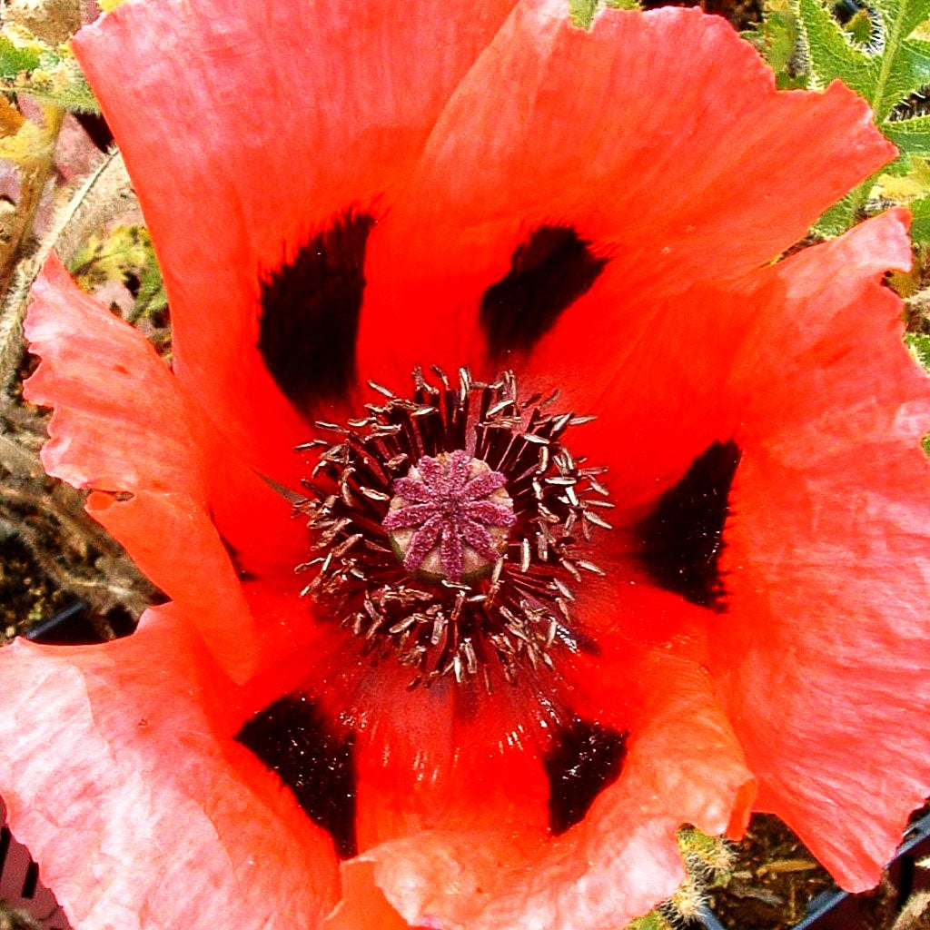Orientalischer Mohn 'Brillant' (Papaver orientale)