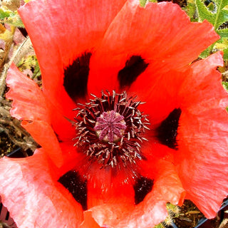 Orientalischer Mohn 'Brillant' (Papaver orientale)