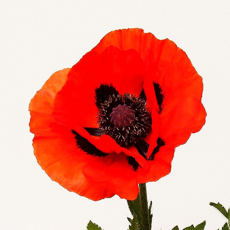 Orientalischer Mohn 'Brillant' (Papaver orientale)