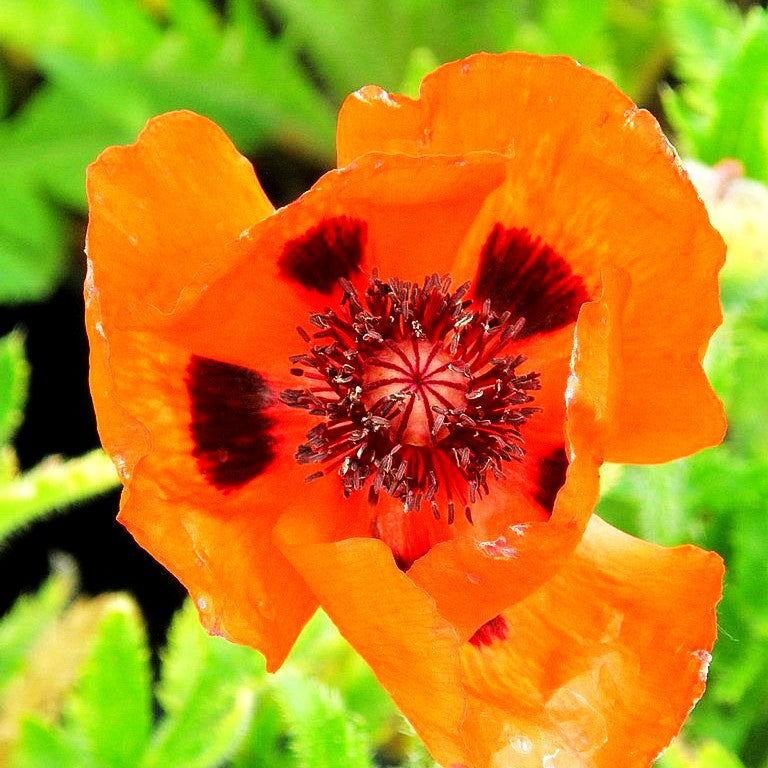 Orientalischer Mohn 'Goliath' (Papaver orientale)