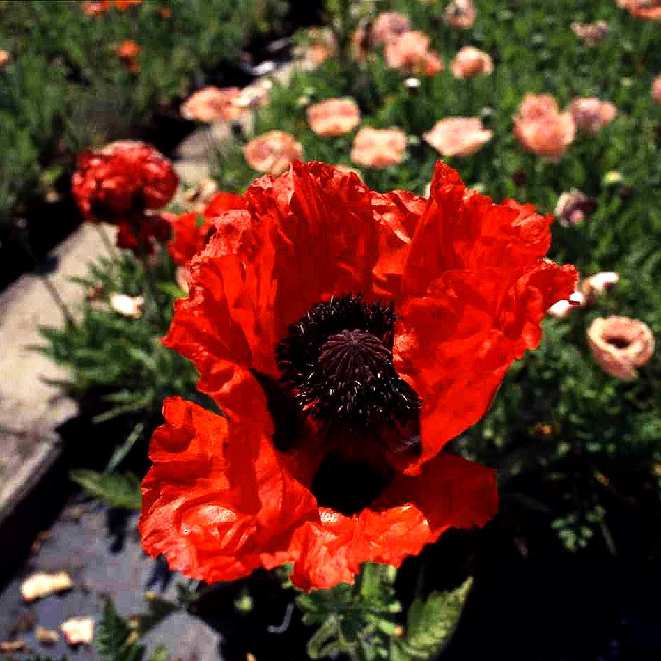 Orientalischer Mohn 'Goliath' (Papaver orientale)