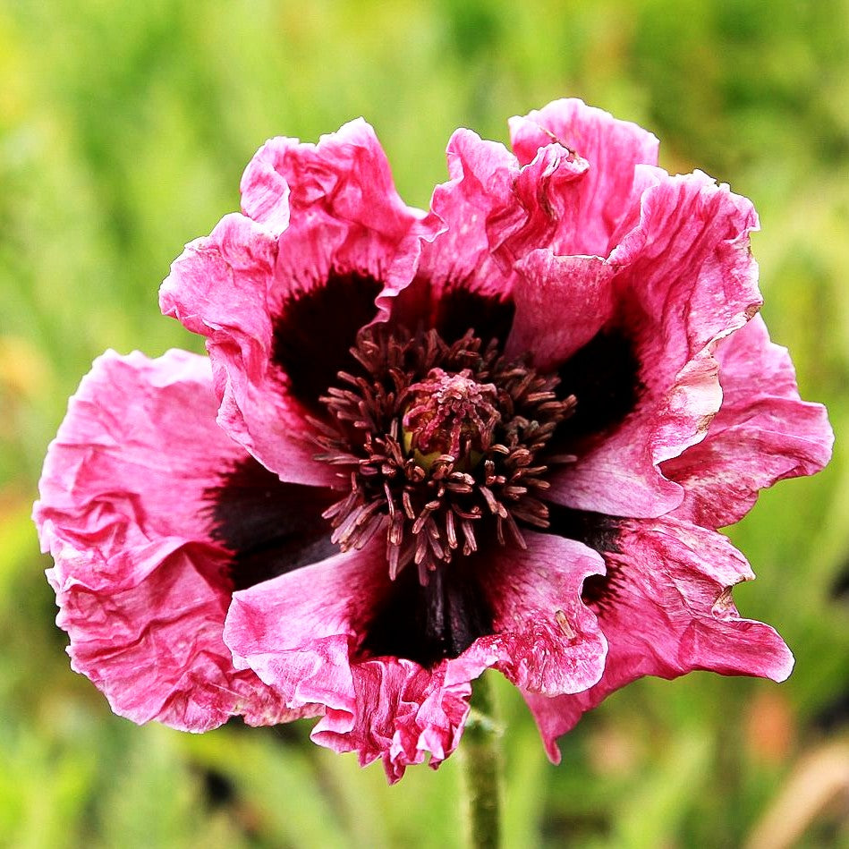 Orientalischer Mohn 'Harlem' (Papaver orientale)