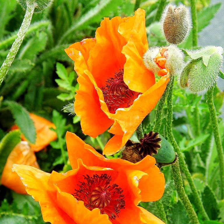 Orientalischer Mohn 'Harvest Moon' (Papaver orientale)