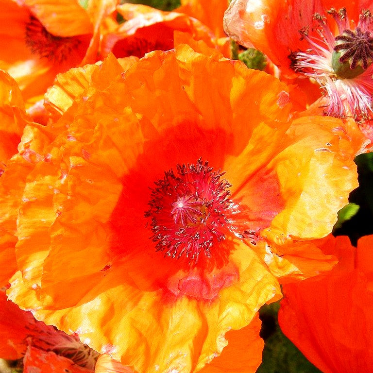 Orientalischer Mohn 'Harvest Moon' (Papaver orientale)