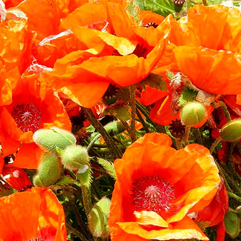 Orientalischer Mohn 'Harvest Moon' (Papaver orientale)