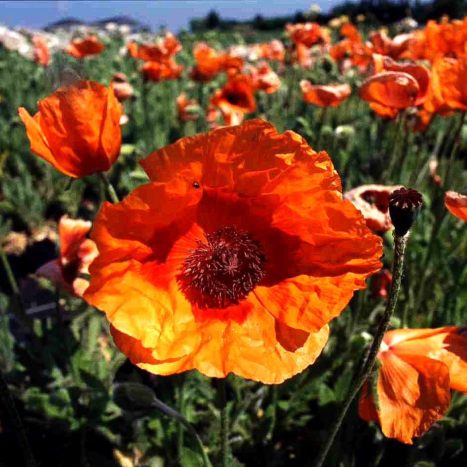 Orientalischer Mohn 'Harvest Moon' (Papaver orientale)
