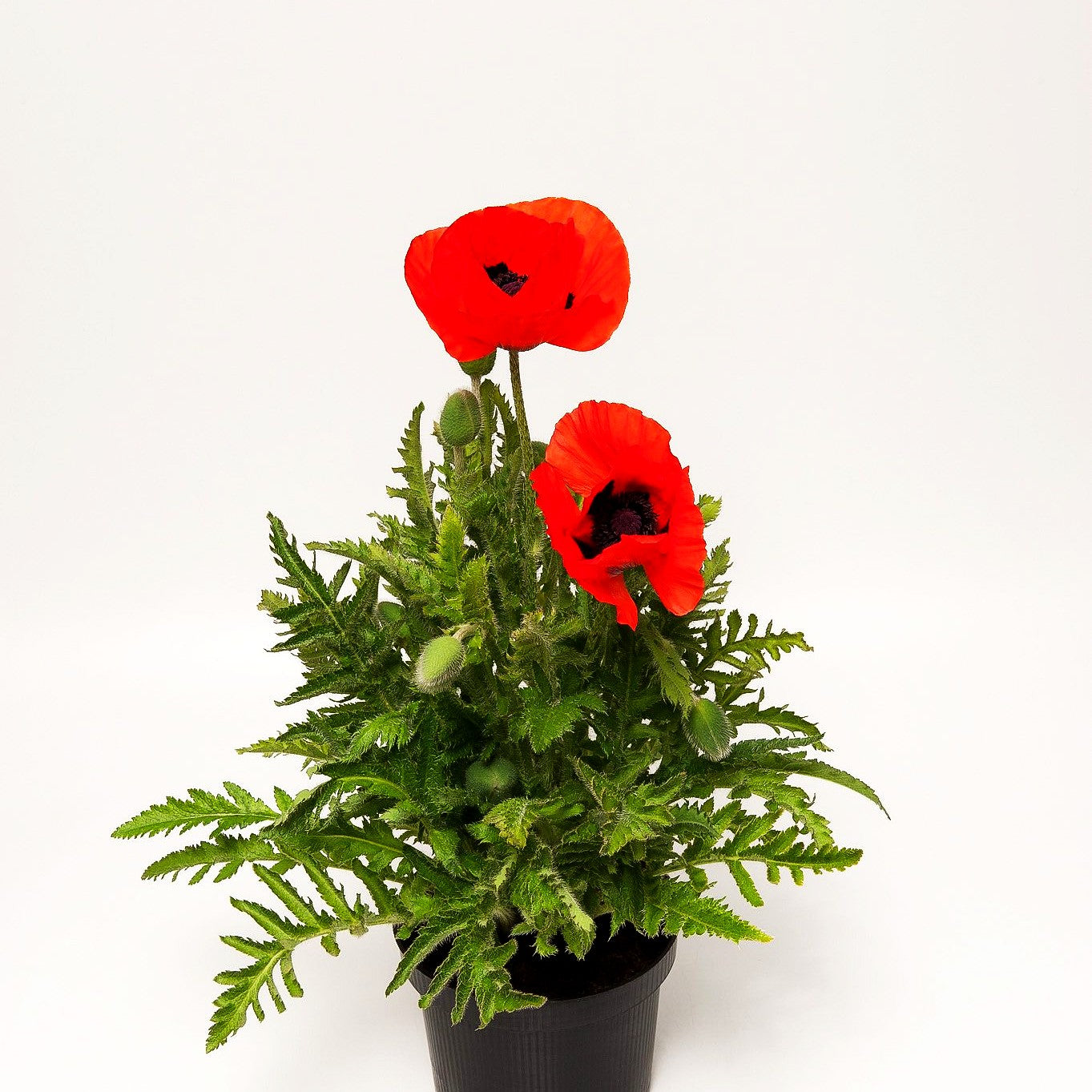 Orientalischer Mohn 'Nana Allegro' (Papaver orientale)