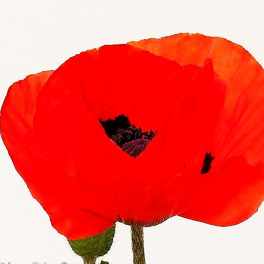 Orientalischer Mohn 'Nana Allegro' (Papaver orientale)