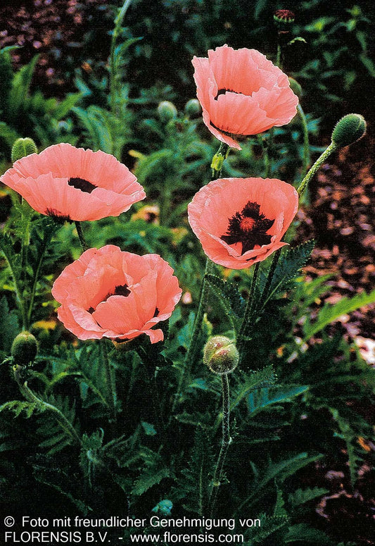 Orientalischer Mohn 'Prinzessin Victoria Louise' (Papaver orientale)