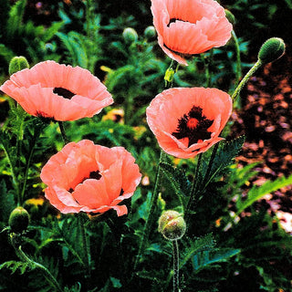 Orientalischer Mohn 'Prinzessin Victoria Louise' (Papaver orientale)