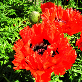 Orientalischer Mohn 'Türkenlouis' (Papaver orientale)
