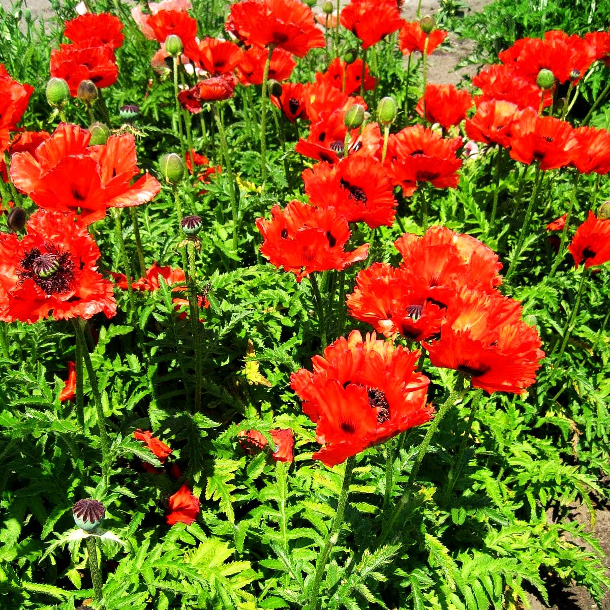 Orientalischer Mohn 'Türkenlouis' (Papaver orientale)