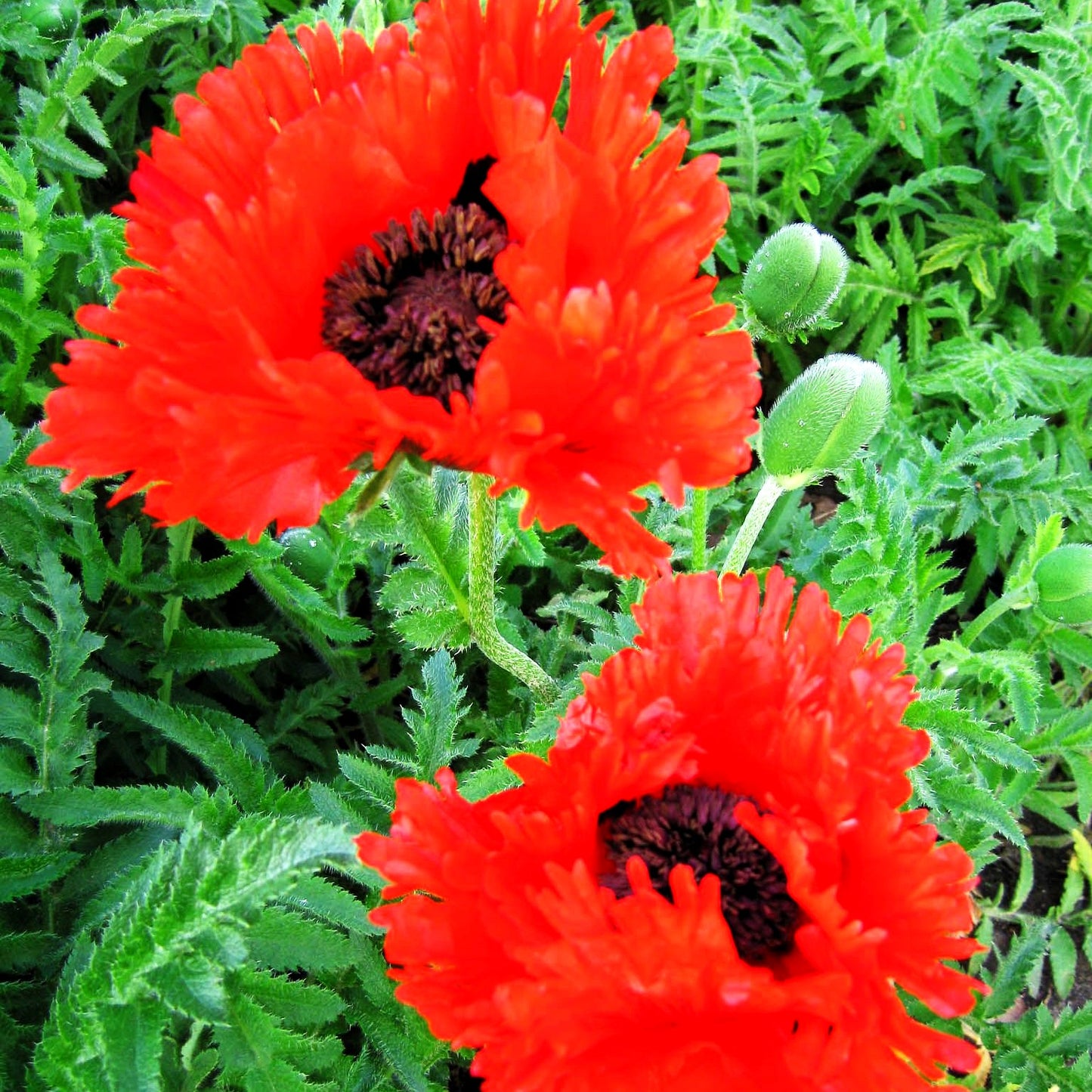Orientalischer Mohn 'Türkenlouis' (Papaver orientale)