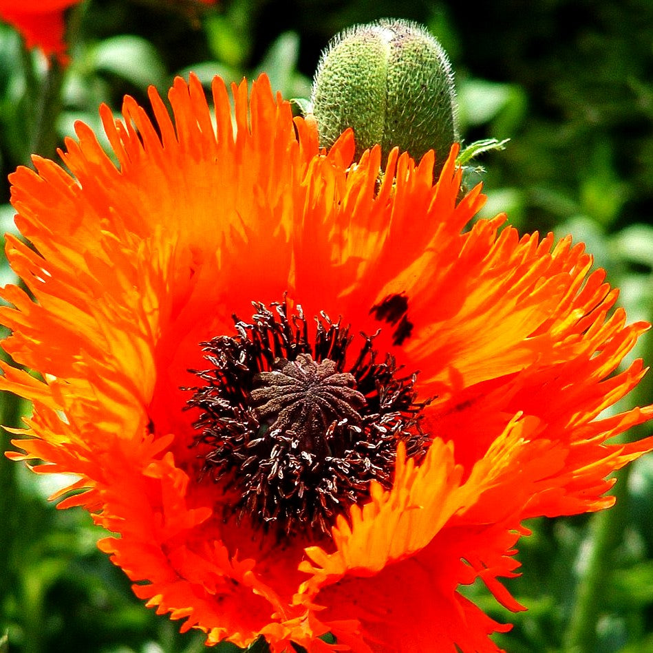 Orientalischer Mohn 'Türkenlouis' (Papaver orientale)