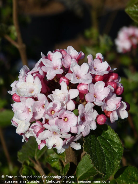 Oster-Schneeball 'Anne Russel' (Viburnum x burkwoodii)