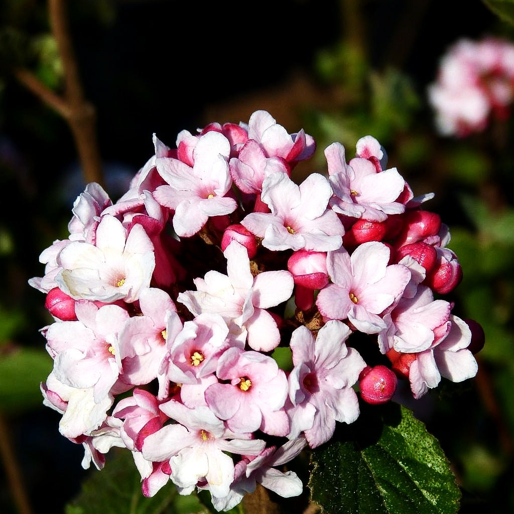 Oster-Schneeball 'Anne Russel' (Viburnum x burkwoodii)
