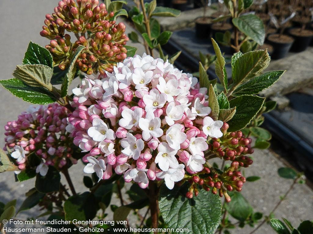 Oster-Schneeball 'Anne Russel' (Viburnum x burkwoodii)