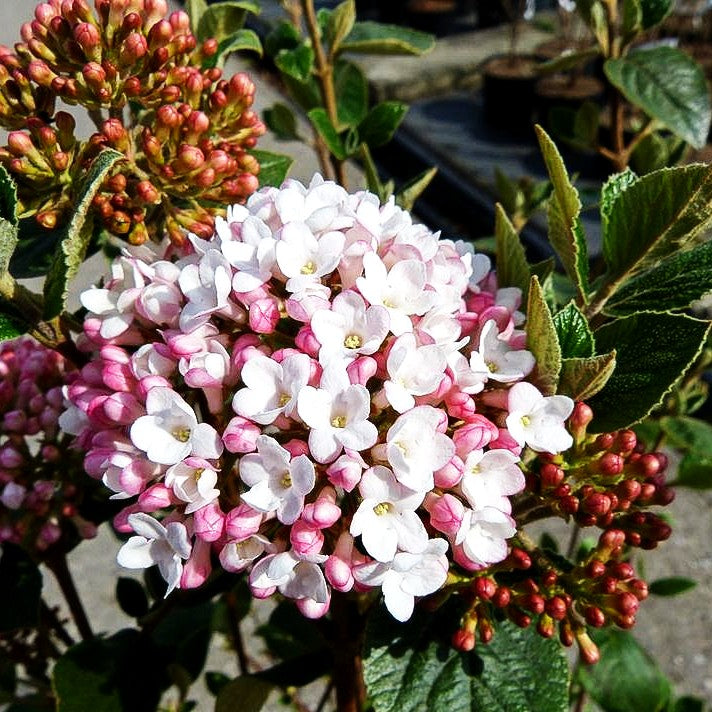Oster-Schneeball 'Anne Russel' (Viburnum x burkwoodii)