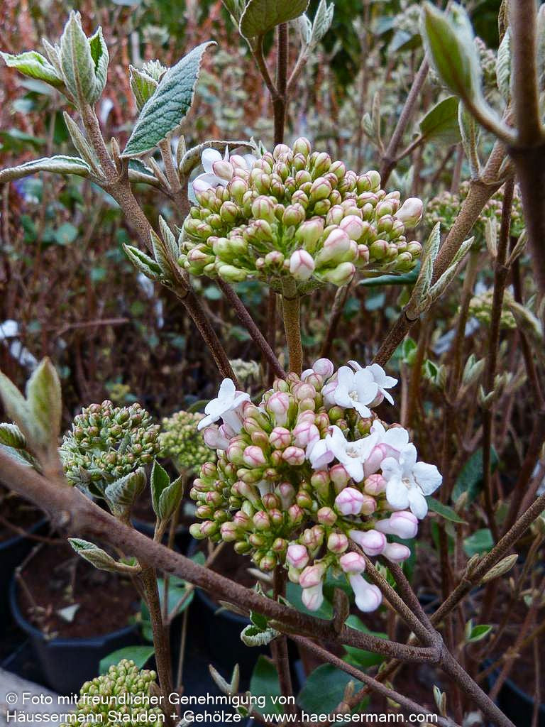 Oster-Schneeball 'Anne Russel' (Viburnum x burkwoodii)