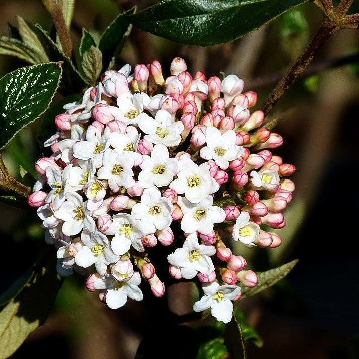 Oster-Schneeball (Viburnum x burkwoodii)