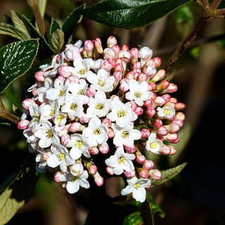 Oster-Schneeball (Viburnum x burkwoodii)