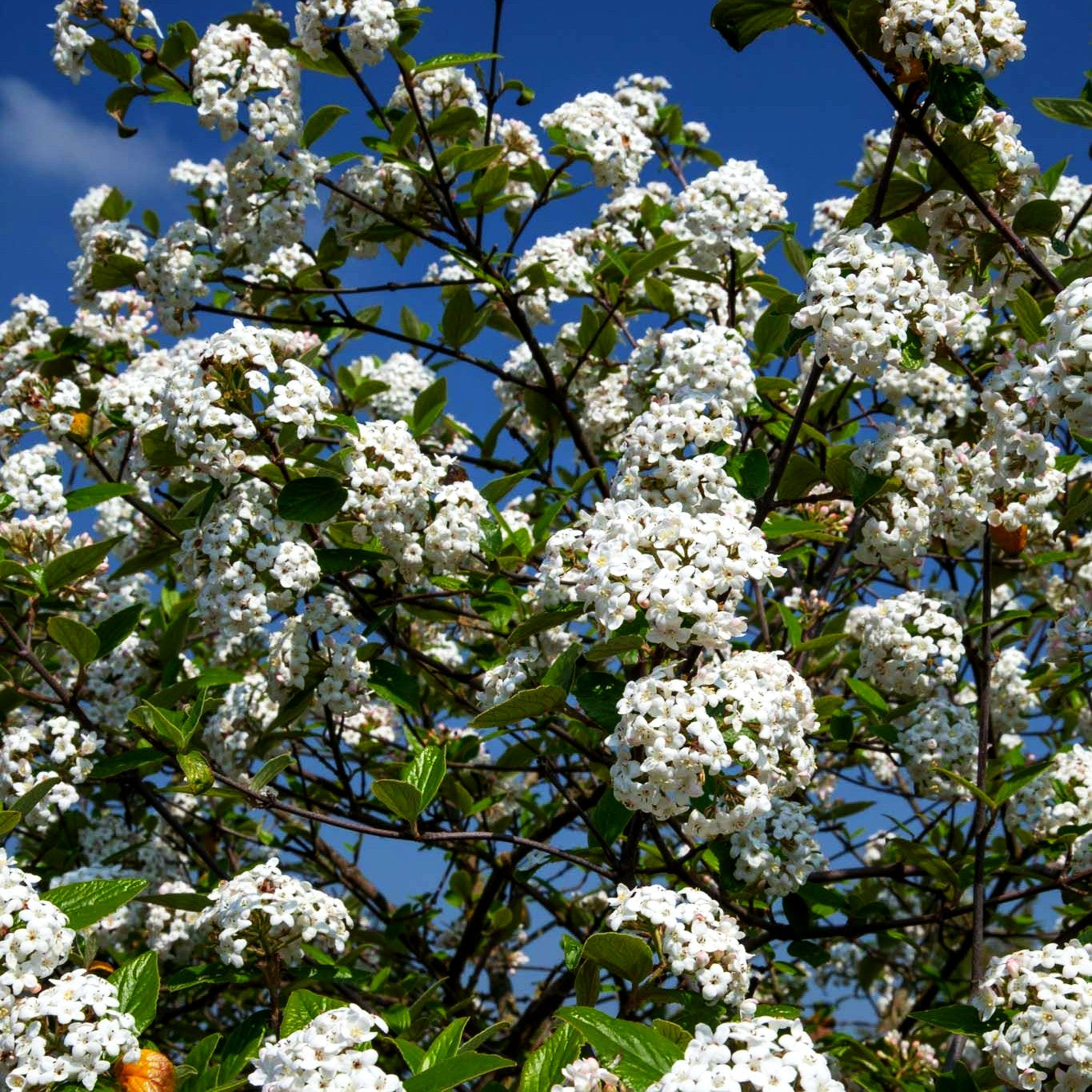 Oster-Schneeball (Viburnum x burkwoodii)