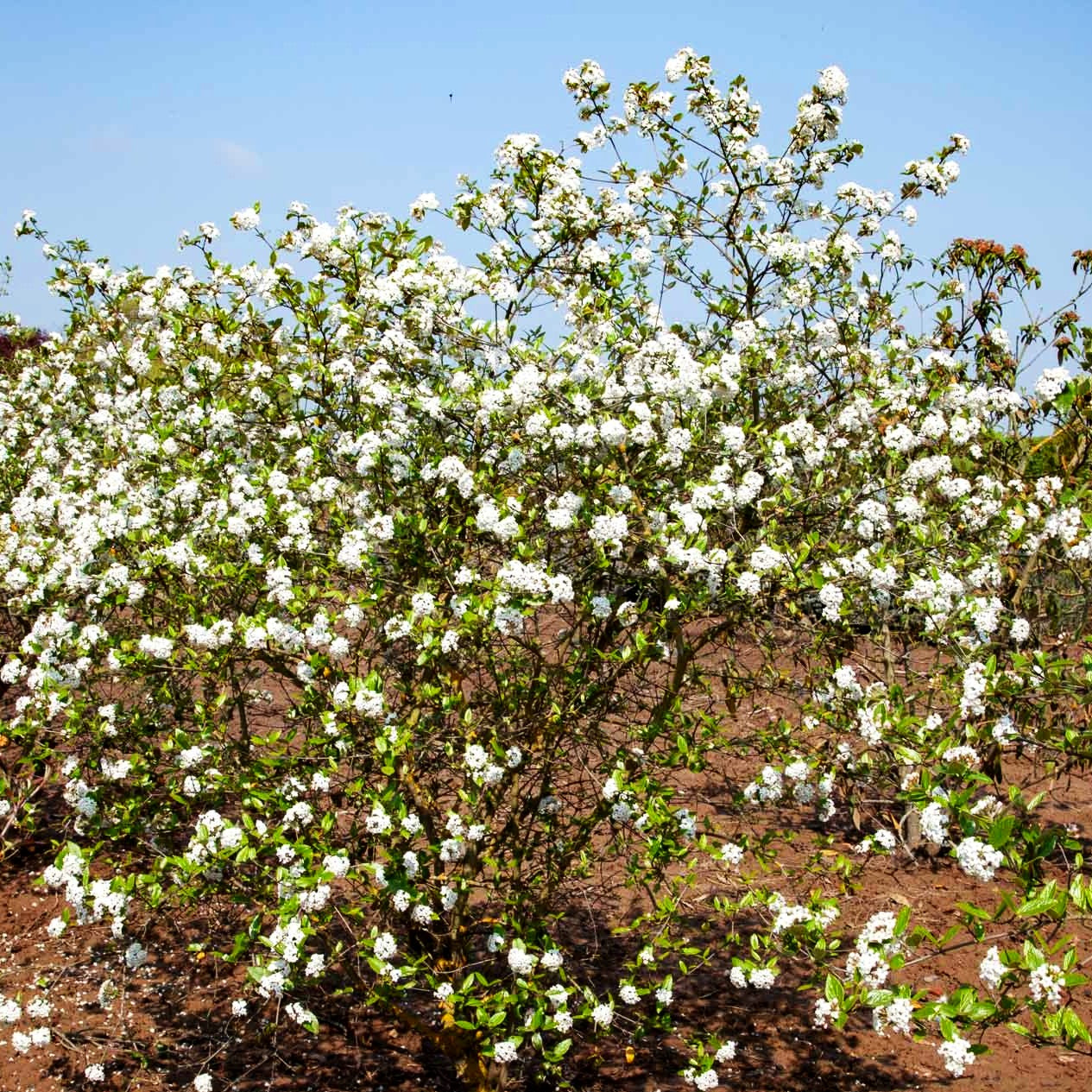 Oster-Schneeball (Viburnum x burkwoodii)